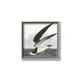 Picture of Black Skimmer From Birds of America (1827) _GroupedProduct_Square_Canvas_Framed_