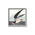 Picture of Black Skimmer From Birds of America (1827) _GroupedProduct_Square_Canvas_Framed_