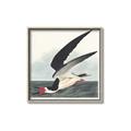 Picture of Black Skimmer From Birds of America (1827) _GroupedProduct_Square_Canvas_Framed_