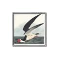Picture of Black Skimmer From Birds of America (1827) _GroupedProduct_Square_Canvas_Framed_