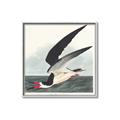 Picture of Black Skimmer From Birds of America (1827) _GroupedProduct_Square_Canvas_Framed_