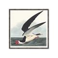 Picture of Black Skimmer From Birds of America (1827) _GroupedProduct_Square_Canvas_Framed_