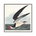 Picture of Black Skimmer From Birds of America (1827) _GroupedProduct_Square_Canvas_Framed_