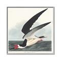 Picture of Black Skimmer From Birds of America (1827) _GroupedProduct_Square_Canvas_Framed_