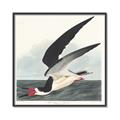 Picture of Black Skimmer From Birds of America (1827) _GroupedProduct_Square_Canvas_Framed_