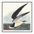 Picture of Black Skimmer From Birds of America (1827) _GroupedProduct_Square_Canvas_Framed_