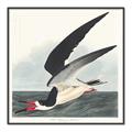 Picture of Black Skimmer From Birds of America (1827) _GroupedProduct_Square_Canvas_Framed_