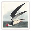 Picture of Black Skimmer From Birds of America (1827) _GroupedProduct_Square_Canvas_Framed_