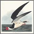 Picture of Black Skimmer From Birds of America (1827) _GroupedProduct_Square_Canvas_Framed_