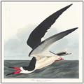Picture of Black Skimmer From Birds of America (1827) _GroupedProduct_Square_Canvas_Framed_