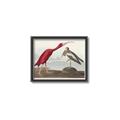 Picture of Vintage Scarlet Ibis Bird _GroupedProduct_Rectangle_Landscape_Canvas_Framed_