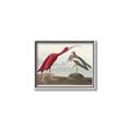 Picture of Vintage Scarlet Ibis Bird _GroupedProduct_Rectangle_Landscape_Canvas_Framed_