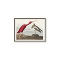 Picture of Vintage Scarlet Ibis Bird _GroupedProduct_Rectangle_Landscape_Canvas_Framed_