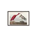 Picture of Vintage Scarlet Ibis Bird _GroupedProduct_Rectangle_Landscape_Canvas_Framed_