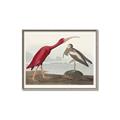 Picture of Vintage Scarlet Ibis Bird _GroupedProduct_Rectangle_Landscape_Canvas_Framed_