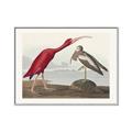 Picture of Vintage Scarlet Ibis Bird _GroupedProduct_Rectangle_Landscape_Canvas_Framed_