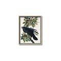 Picture of Raven From Birds of America (1827) _GroupedProduct_Rectangle_Portrait_Canvas_Framed_