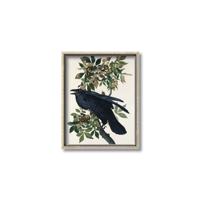 Picture of Raven From Birds of America (1827) _GroupedProduct_Rectangle_Portrait_Canvas_Framed_