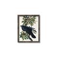Picture of Raven From Birds of America (1827) _GroupedProduct_Rectangle_Portrait_Canvas_Framed_