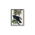 Picture of Raven From Birds of America (1827) _GroupedProduct_Rectangle_Portrait_Canvas_Framed_