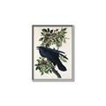 Picture of Raven From Birds of America (1827) _GroupedProduct_Rectangle_Portrait_Canvas_Framed_