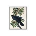 Picture of Raven From Birds of America (1827) _GroupedProduct_Rectangle_Portrait_Canvas_Framed_