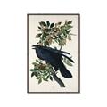 Picture of Raven From Birds of America (1827) _GroupedProduct_Rectangle_Portrait_Canvas_Framed_
