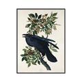 Picture of Raven From Birds of America (1827) _GroupedProduct_Rectangle_Portrait_Canvas_Framed_