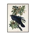 Picture of Raven From Birds of America (1827) _GroupedProduct_Rectangle_Portrait_Canvas_Framed_