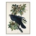 Picture of Raven From Birds of America (1827) _GroupedProduct_Rectangle_Portrait_Canvas_Framed_