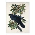 Picture of Raven From Birds of America (1827) _GroupedProduct_Rectangle_Portrait_Canvas_Framed_