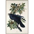 Picture of Raven From Birds of America (1827) _GroupedProduct_Rectangle_Portrait_Canvas_Framed_