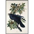 Picture of Raven From Birds of America (1827) _GroupedProduct_Rectangle_Portrait_Canvas_Framed_