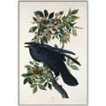 Picture of Raven From Birds of America (1827) _GroupedProduct_Rectangle_Portrait_Canvas_Framed_