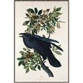 Picture of Raven From Birds of America (1827) _GroupedProduct_Rectangle_Portrait_Canvas_Framed_