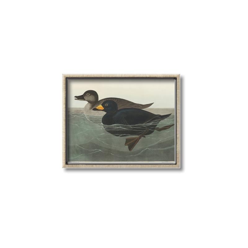 Picture of Vintage Scoter Duck _GroupedProduct_Rectangle_Landscape_Canvas_Framed_