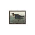 Picture of Vintage Scoter Duck _GroupedProduct_Rectangle_Landscape_Canvas_Framed_