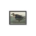 Picture of Vintage Scoter Duck _GroupedProduct_Rectangle_Landscape_Canvas_Framed_