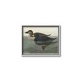 Picture of Vintage Scoter Duck _GroupedProduct_Rectangle_Landscape_Canvas_Framed_