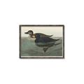 Picture of Vintage Scoter Duck _GroupedProduct_Rectangle_Landscape_Canvas_Framed_