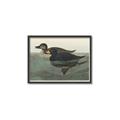 Picture of Vintage Scoter Duck _GroupedProduct_Rectangle_Landscape_Canvas_Framed_
