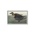 Picture of Vintage Scoter Duck _GroupedProduct_Rectangle_Landscape_Canvas_Framed_