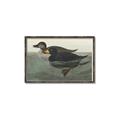 Picture of Vintage Scoter Duck _GroupedProduct_Rectangle_Landscape_Canvas_Framed_