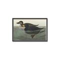 Picture of Vintage Scoter Duck _GroupedProduct_Rectangle_Landscape_Canvas_Framed_