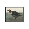 Picture of Vintage Scoter Duck _GroupedProduct_Rectangle_Landscape_Canvas_Framed_