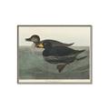 Picture of Vintage Scoter Duck _GroupedProduct_Rectangle_Landscape_Canvas_Framed_