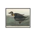 Picture of Vintage Scoter Duck _GroupedProduct_Rectangle_Landscape_Canvas_Framed_