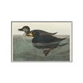 Picture of Vintage Scoter Duck _GroupedProduct_Rectangle_Landscape_Canvas_Framed_