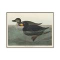 Picture of Vintage Scoter Duck _GroupedProduct_Rectangle_Landscape_Canvas_Framed_