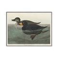 Picture of Vintage Scoter Duck _GroupedProduct_Rectangle_Landscape_Canvas_Framed_